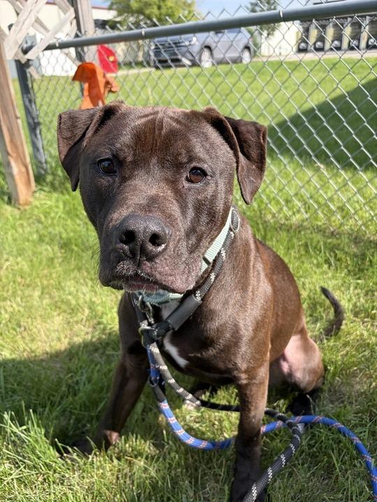 Enlarge Alfie, a Adoptable Mixed Breed in Minot, ND image 2/6