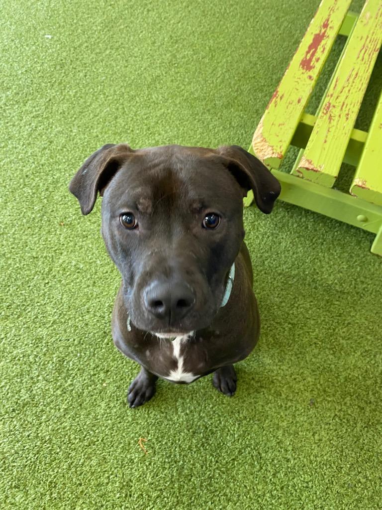 Enlarge Alfie, a Adoptable Mixed Breed in Minot, ND image 2/2