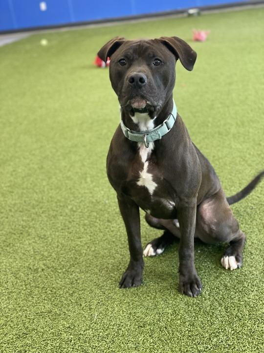 Enlarge Alfie, a Adoptable Mixed Breed in Minot, ND image 5/6
