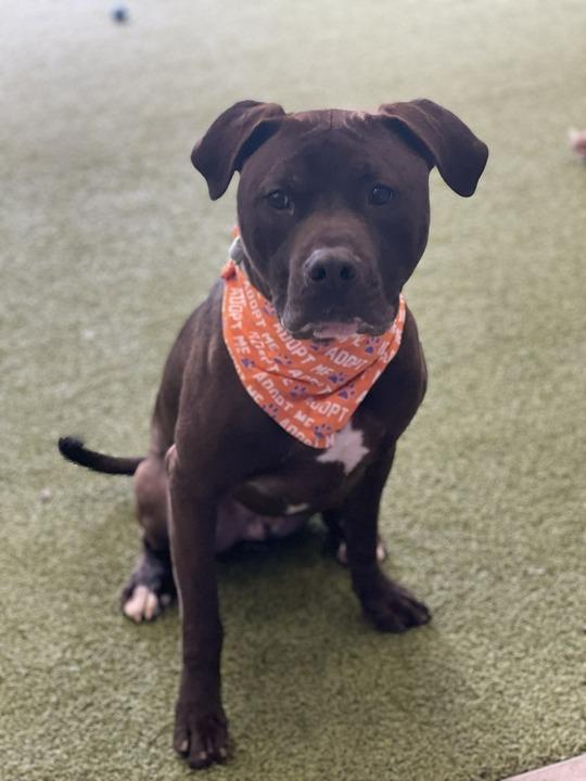 Enlarge Alfie, a Adoptable Mixed Breed in Minot, ND image 6/6