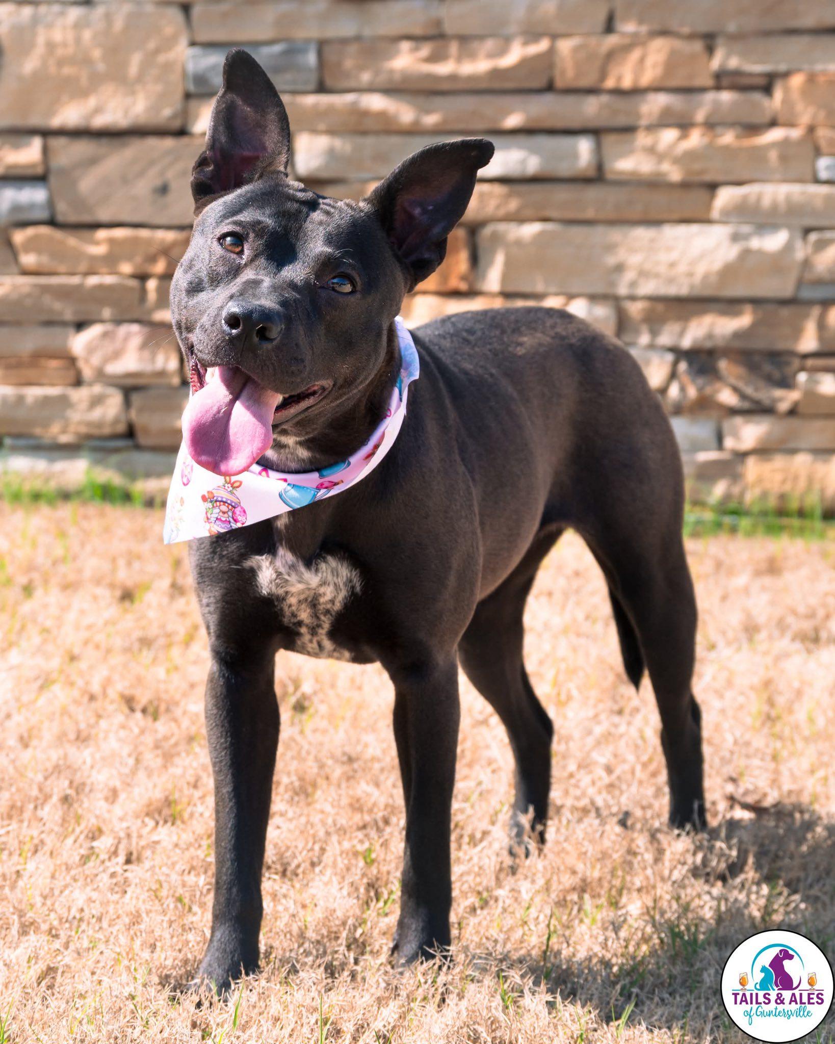 Laynie, an adopted mixed breed in Guntersville, AL image 3/3