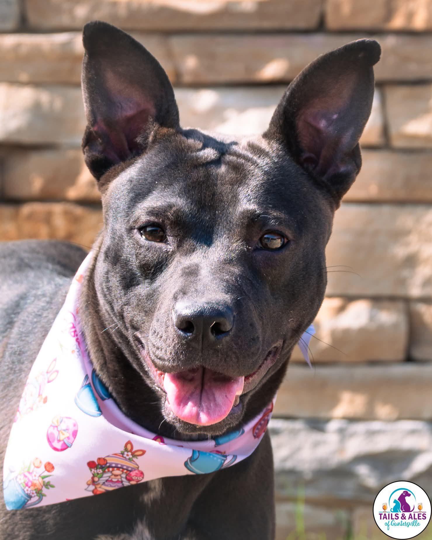 Laynie, adopted, Young Female Pit Bull Terrier.