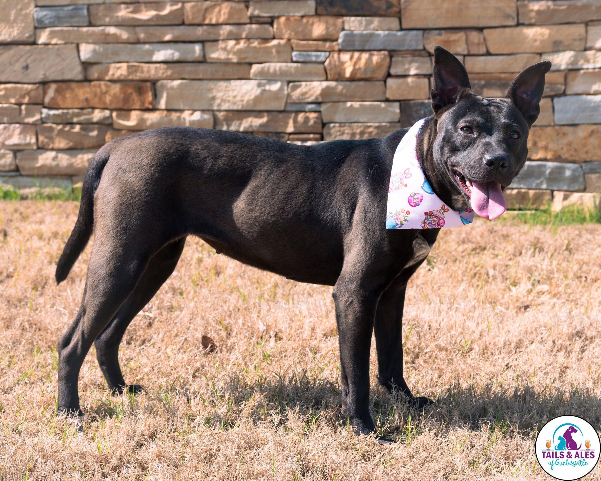 Laynie, an adopted mixed breed in Guntersville, AL image 2/3