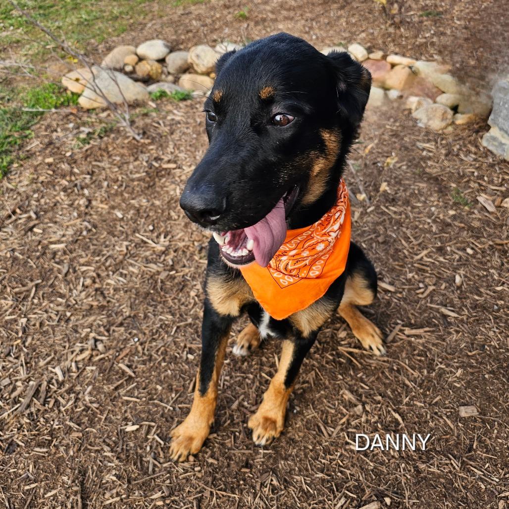 Danny, Adoptable, Adult Male Mixed Breed & Mixed Breed.