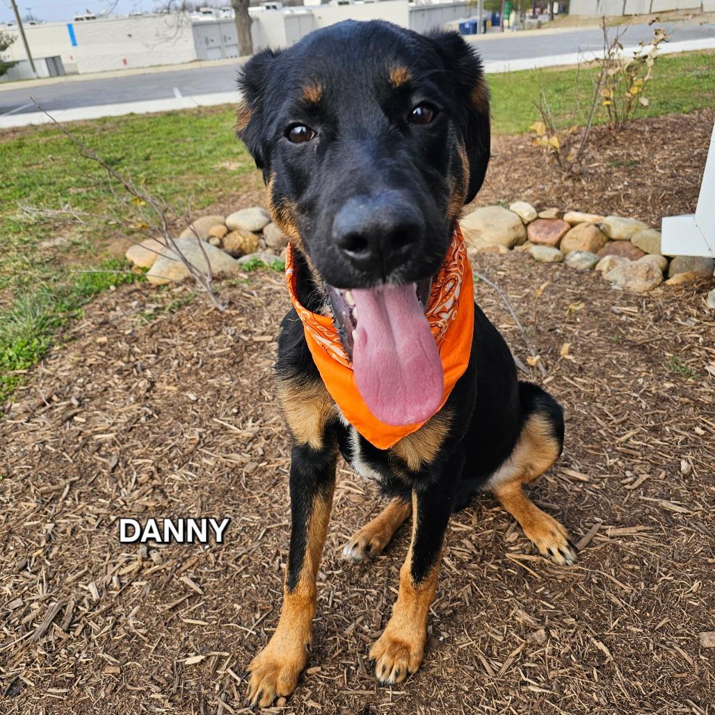 Enlarge Danny, a Adoptable mixed breed in Madisonville, TN image 2/4