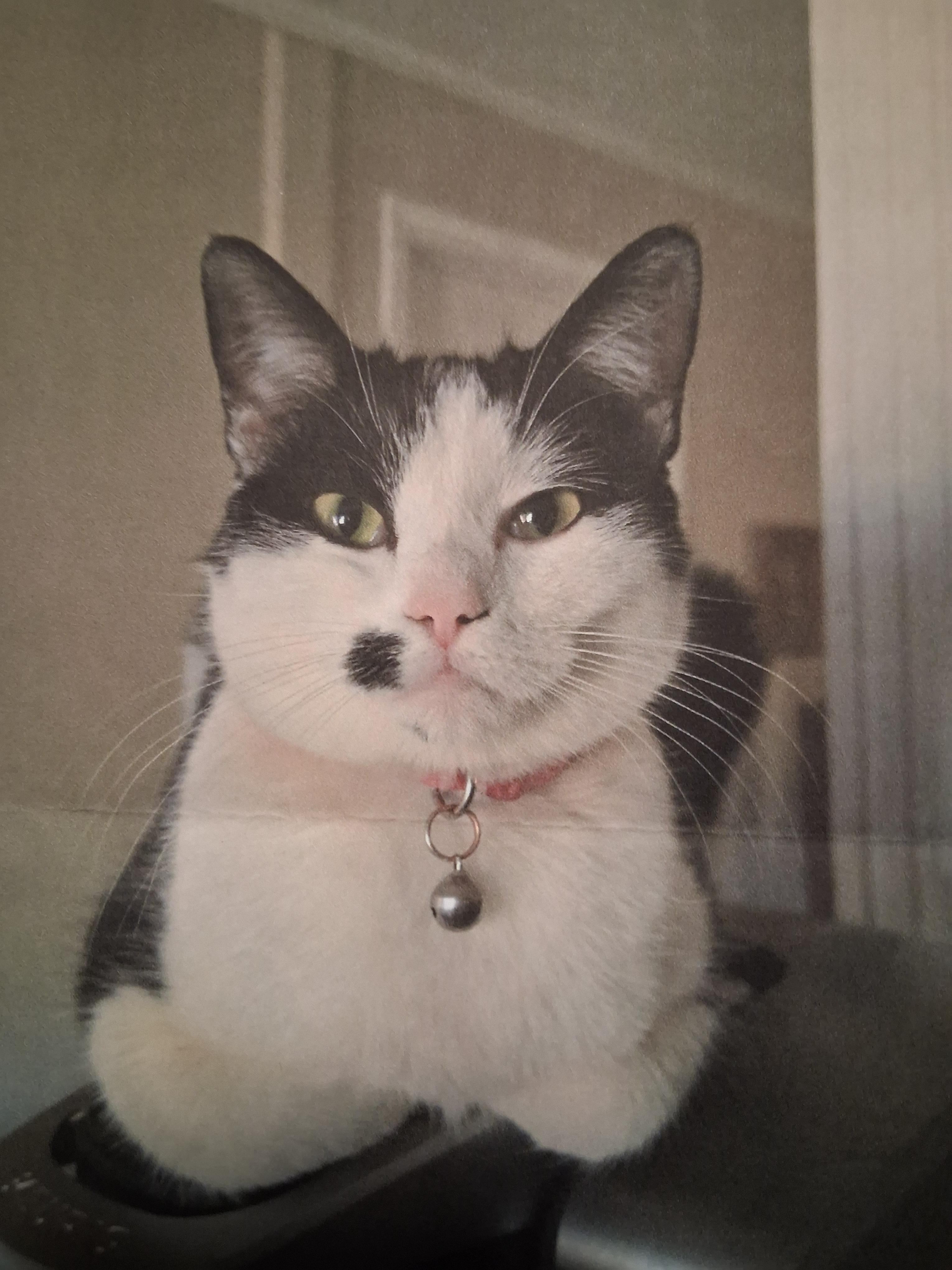 Shelby, Adoptable, Young Female Domestic Short Hair.