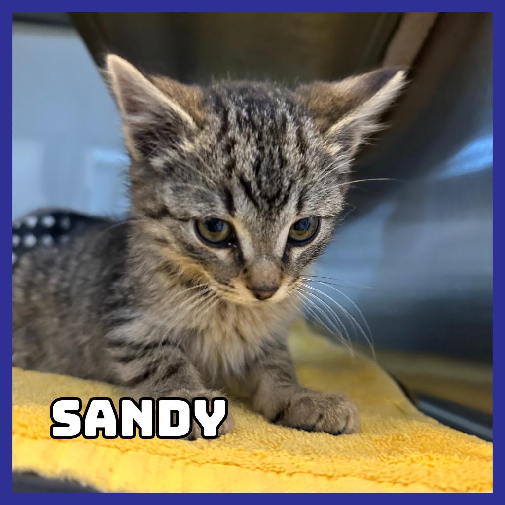 Enlarge Sandy, a Adoptable Domestic Short Hair in Glenwood, MN image 1/3