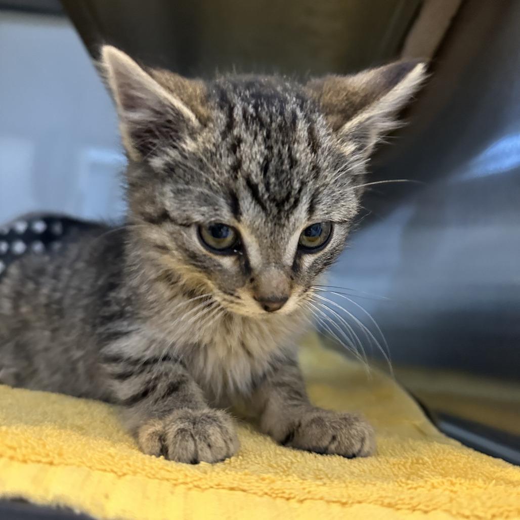 Enlarge Sandy, a Adoptable Domestic Short Hair in Glenwood, MN image 2/3
