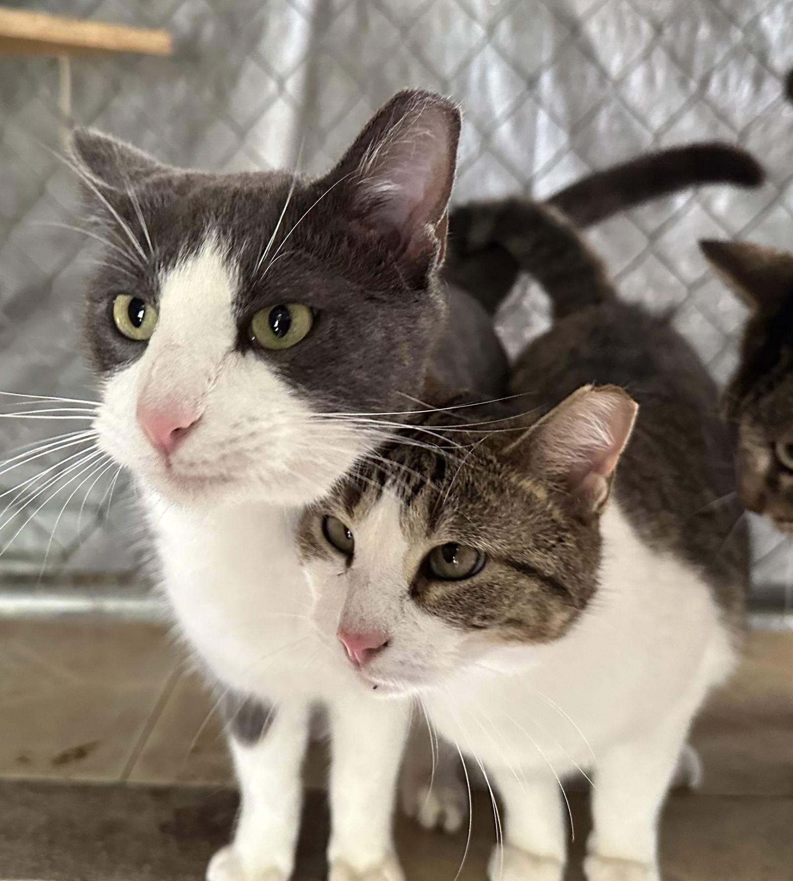 Tessa, a Adoptable Domestic Short Hair in Frisco, TX image 1/3