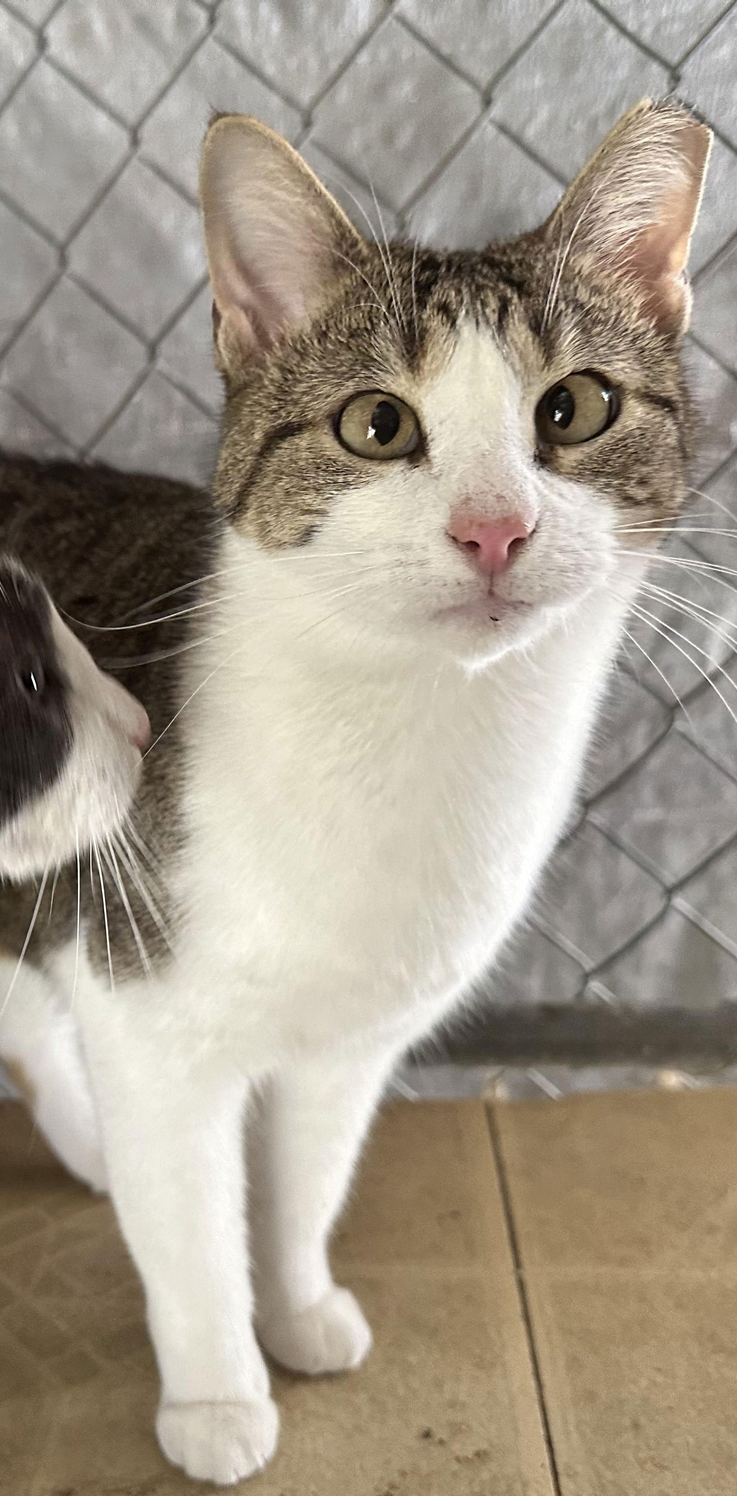 Tessa, a Adoptable Domestic Short Hair in Frisco, TX image 2/3