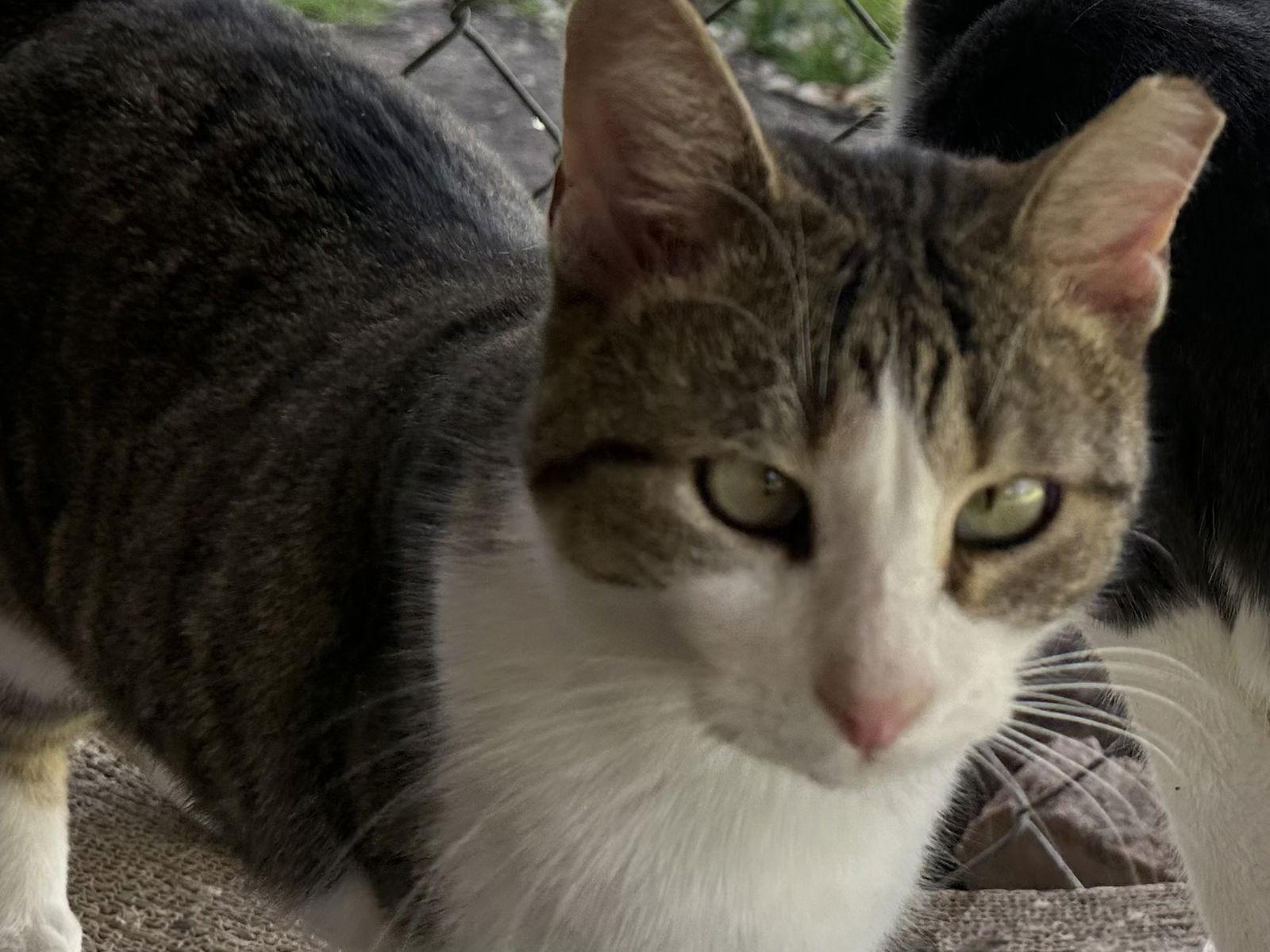 Tessa, a Adoptable Domestic Short Hair in Frisco, TX image 3/3