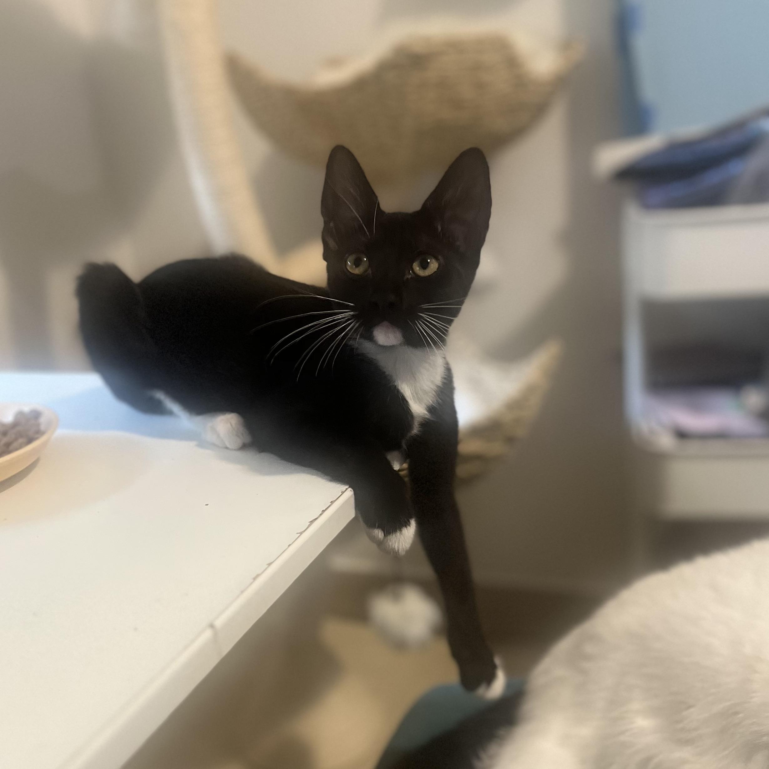 Darcy, ADOPTABLE, Kitten Female Domestic Short Hair.