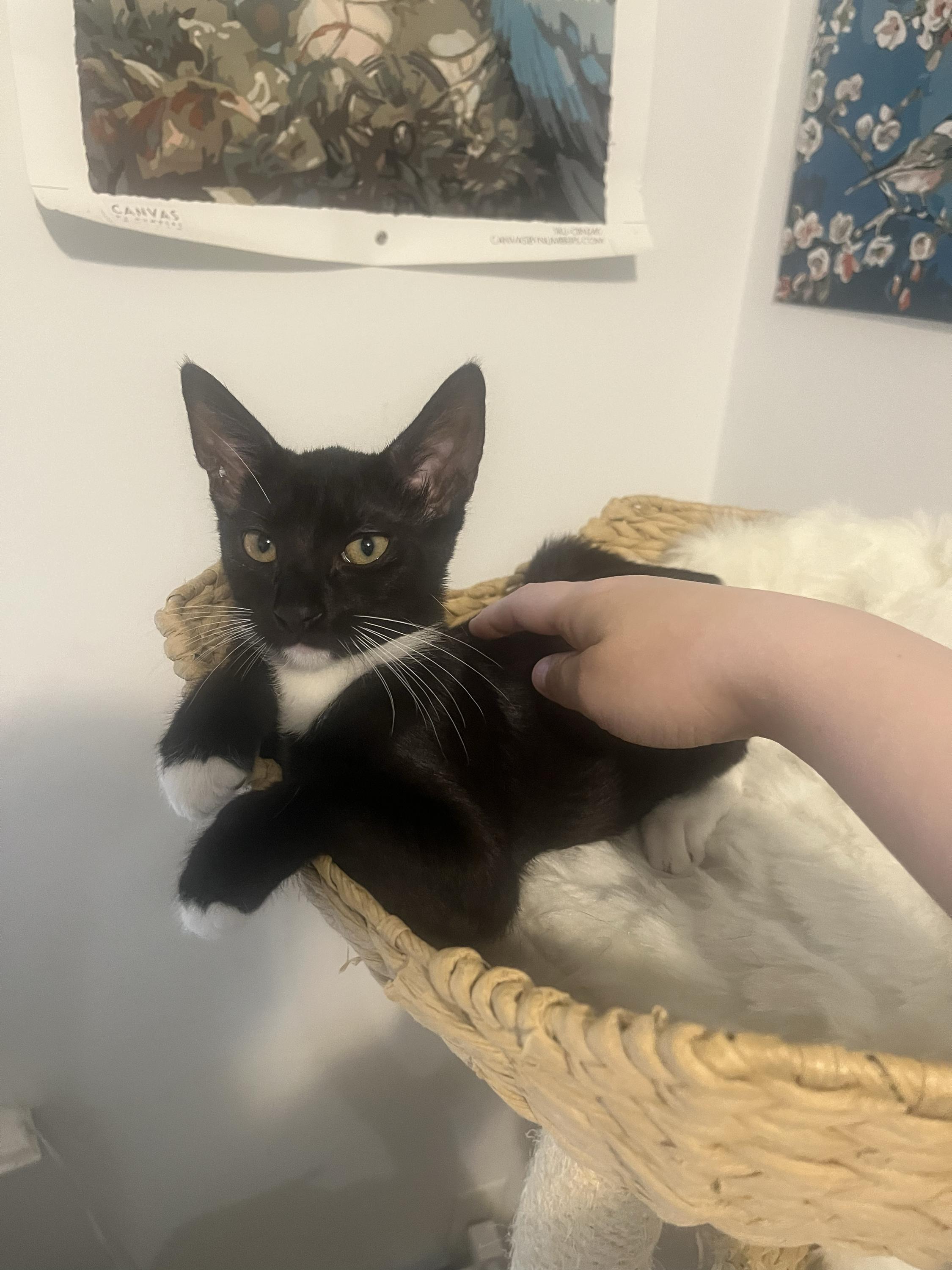 Darcy, a ADOPTABLE Domestic Short Hair in Long Island City, NY image 3/5