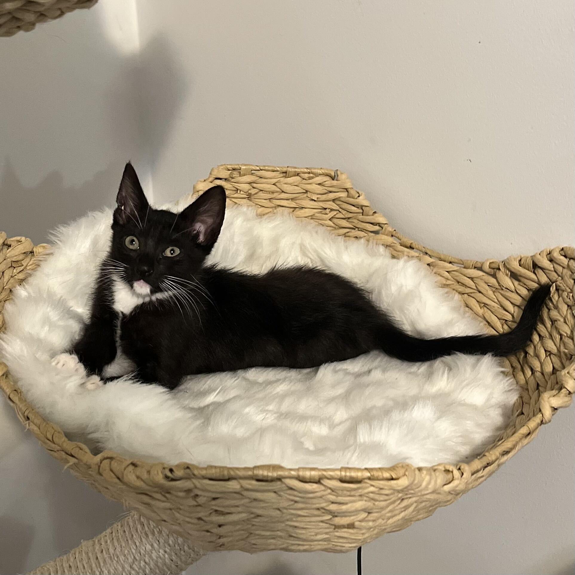 Darcy, a ADOPTABLE Domestic Short Hair in Long Island City, NY image 2/5