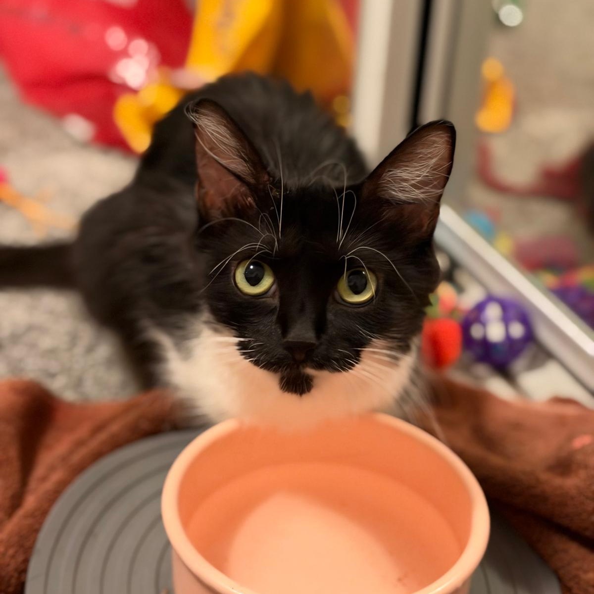 Brandywine Starkey, Adoptable, Adult Female Domestic Medium Hair.