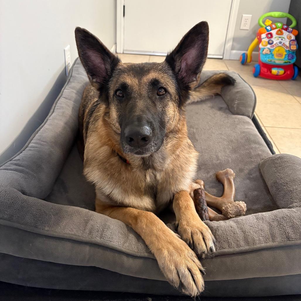 Oaklyn, a Adoptable mixed breed in Tulsa, OK image 1/6