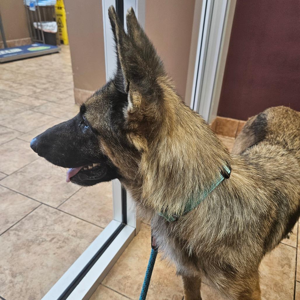 Oaklyn, a Adoptable mixed breed in Tulsa, OK image 2/6