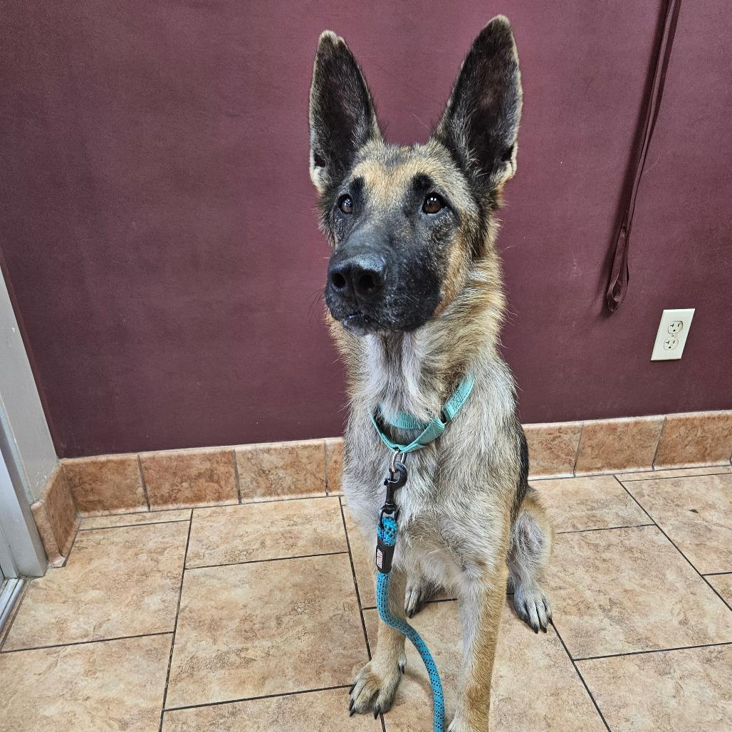 Oaklyn, a Adoptable mixed breed in Tulsa, OK image 3/6