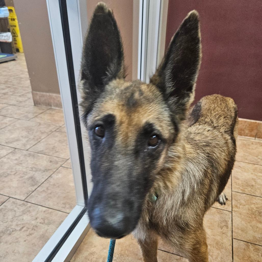 Oaklyn, a Adoptable mixed breed in Tulsa, OK image 4/6