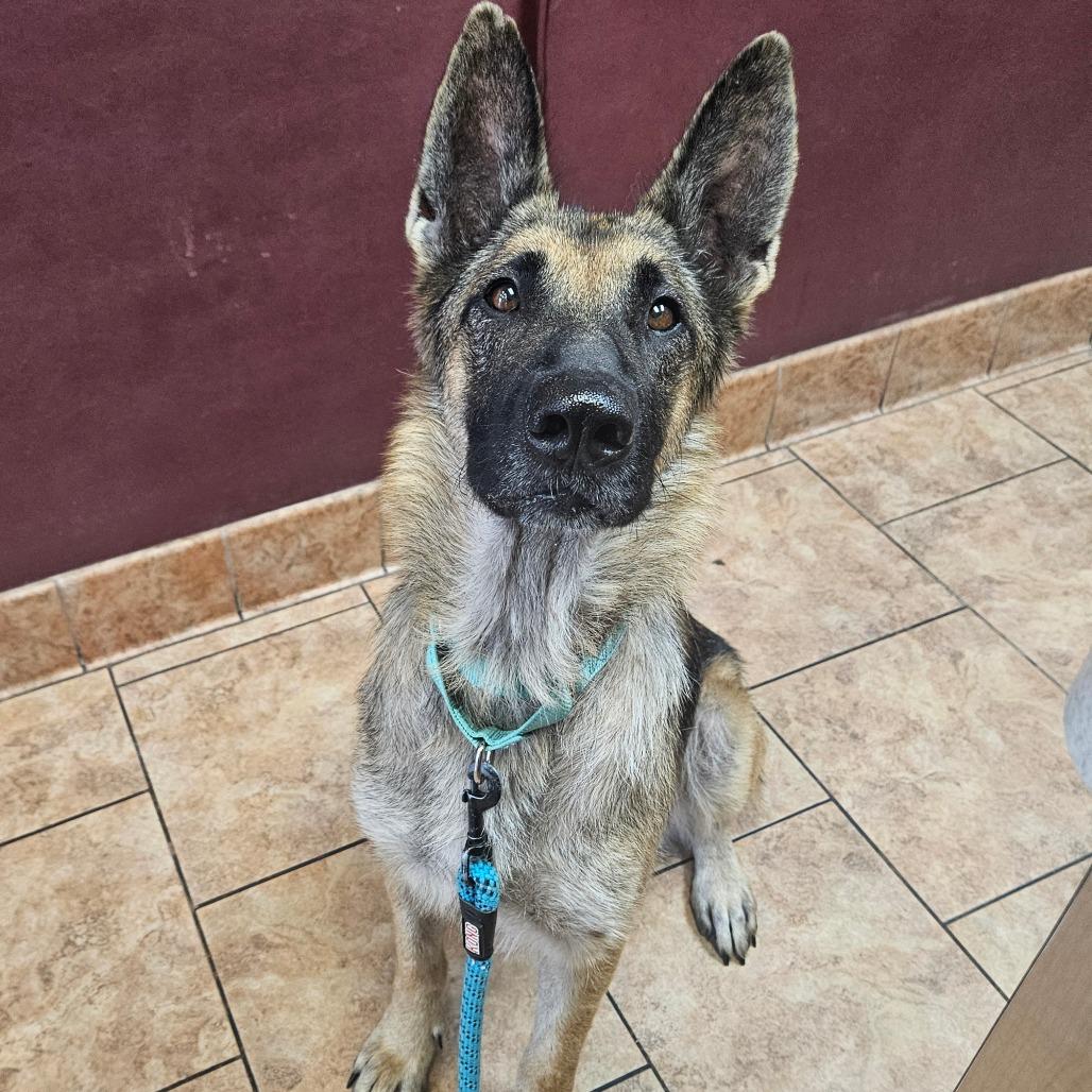 Oaklyn, a Adoptable mixed breed in Tulsa, OK image 5/6