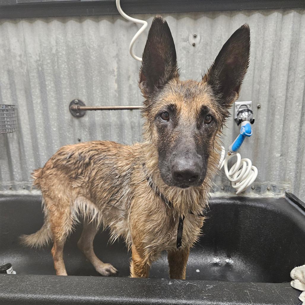 Oaklyn, a Adoptable mixed breed in Tulsa, OK image 6/6