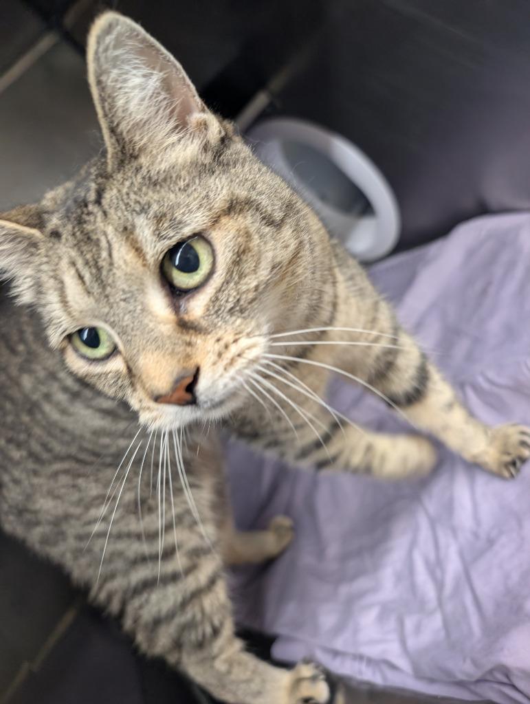Paisley, Adoptable, Senior Female American Shorthair.