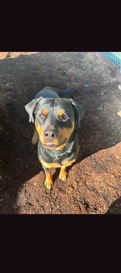 Salsa, ADOPTABLE, Adult Female Rottweiler.