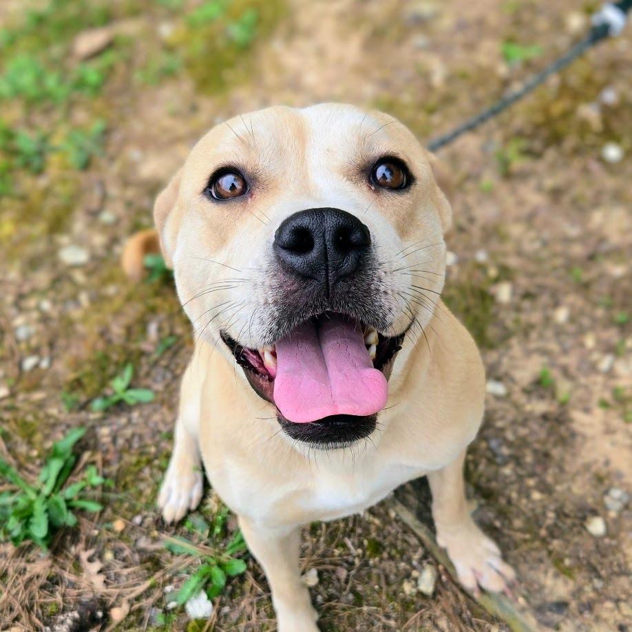 Ayla, Adoptable, Adult Female Mixed Breed.
