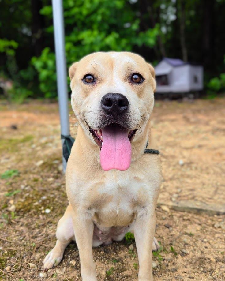 Ayla, a Adoptable mixed breed in Douglasville, GA image 3/6