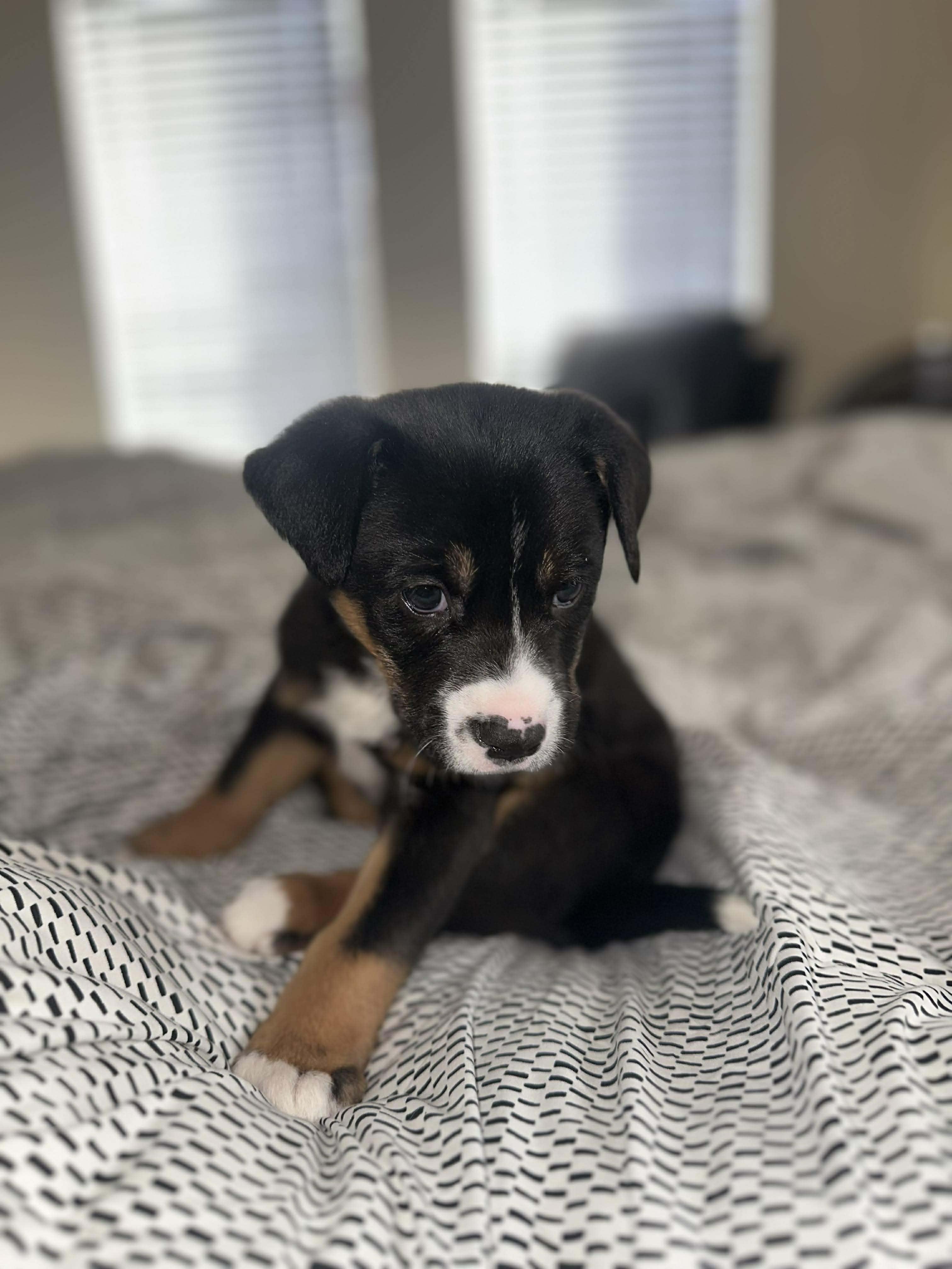 Enlarge Mellow, an adopted mixed breed in Wichita Falls, TX image 1/4