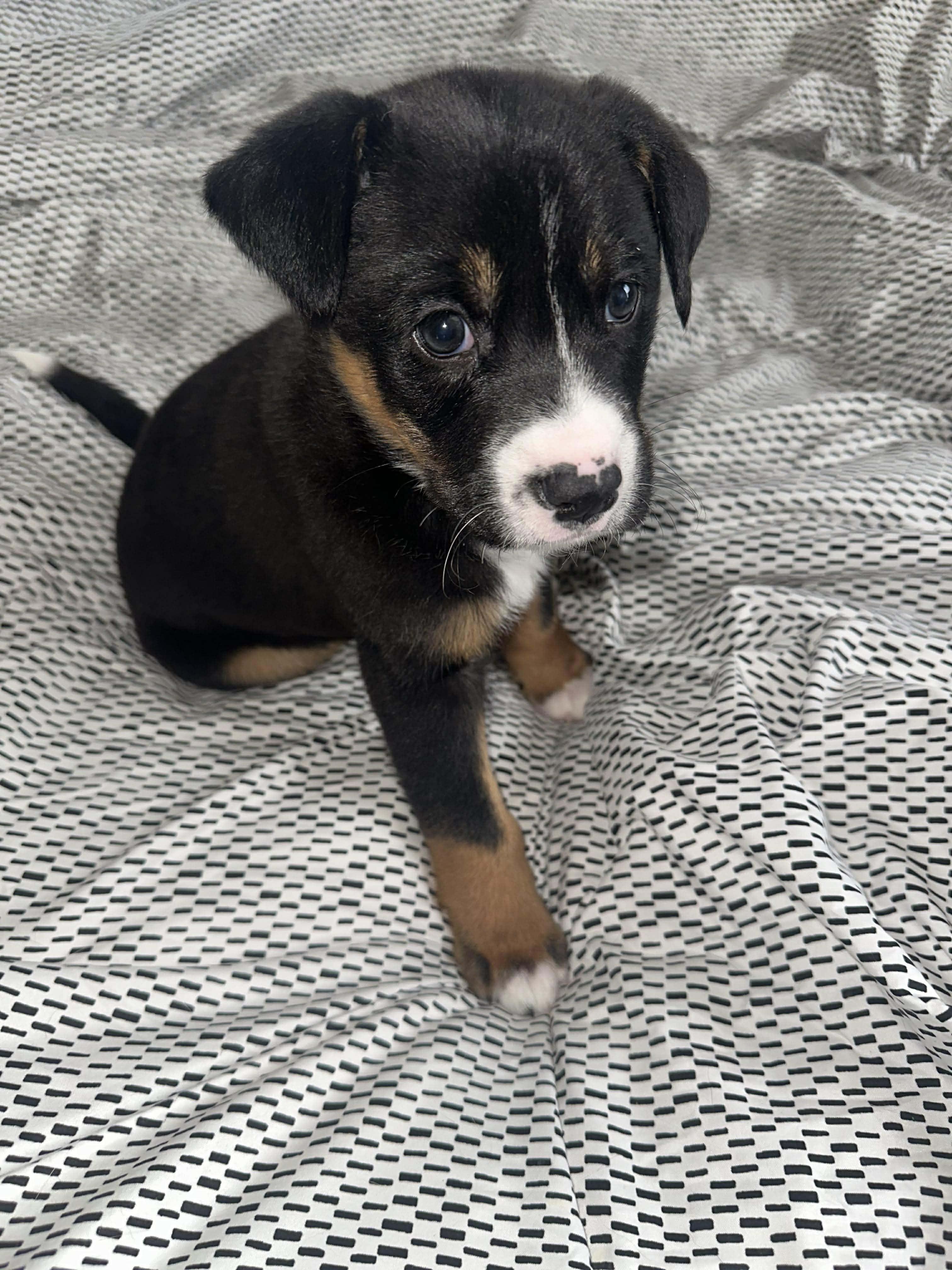 Enlarge Mellow, an adopted mixed breed in Wichita Falls, TX image 2/4