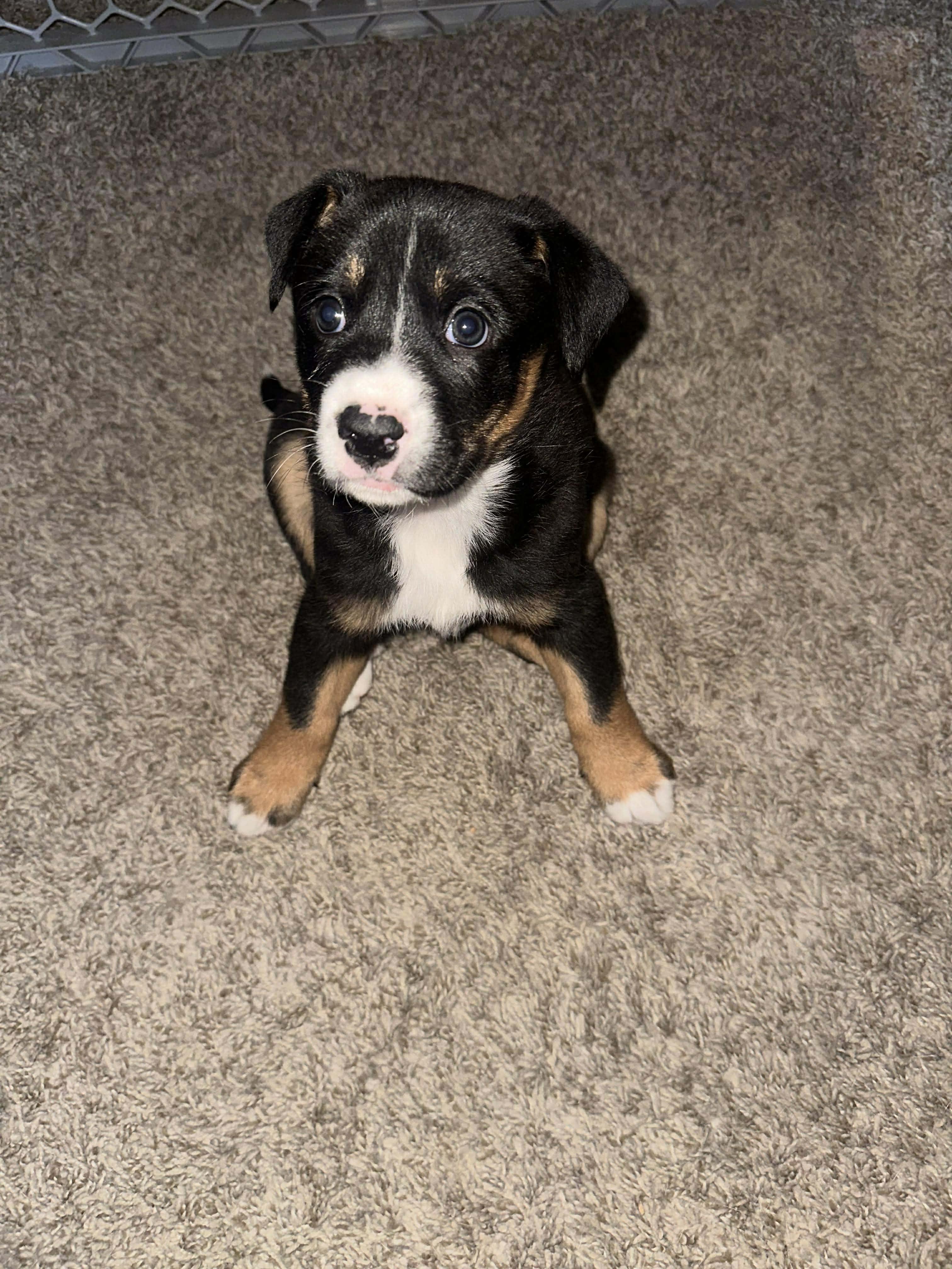 Enlarge Mellow, an adopted mixed breed in Wichita Falls, TX image 3/4