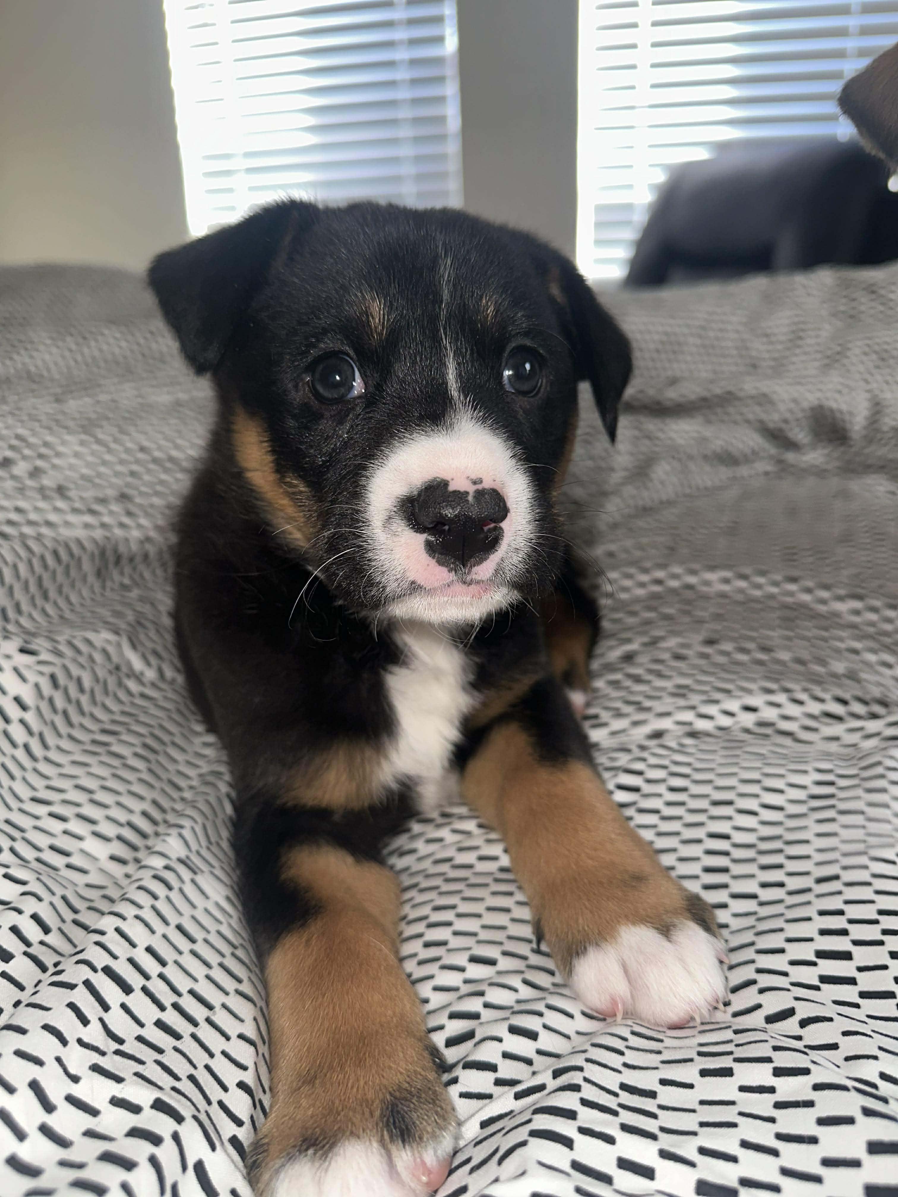 Enlarge Mellow, an adopted mixed breed in Wichita Falls, TX image 4/4
