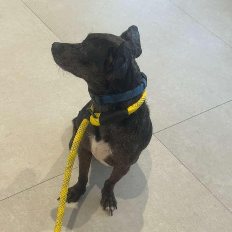 Enlarge Timmi, a ADOPTABLE mixed breed in Miami, FL image 6/6