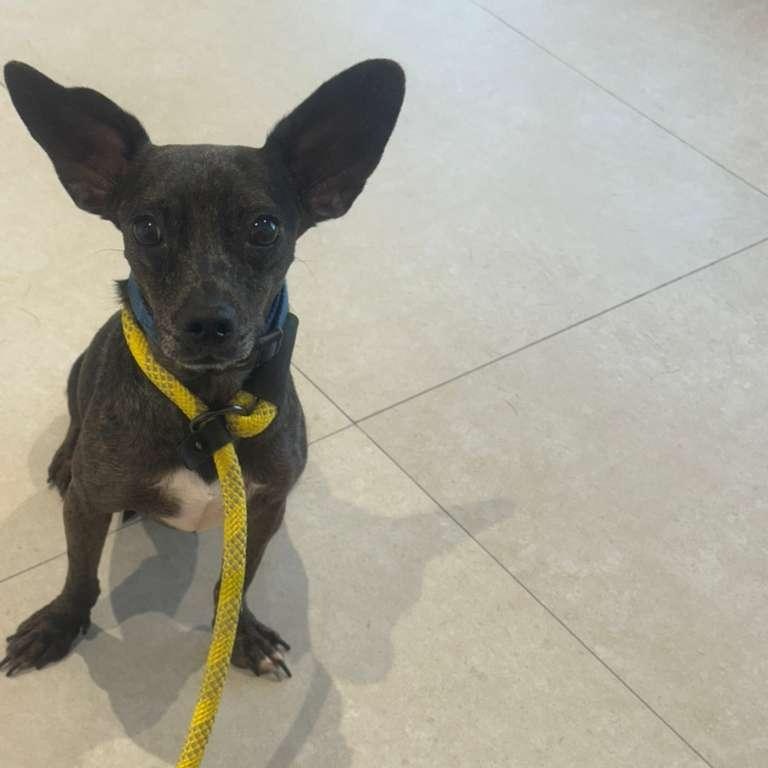 Enlarge Timmi, a ADOPTABLE mixed breed in Miami, FL image 3/6