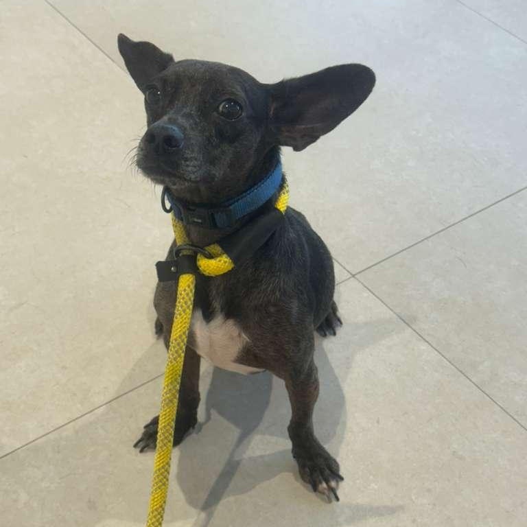 Timmi, ADOPTABLE, Young Male Fox Terrier.
