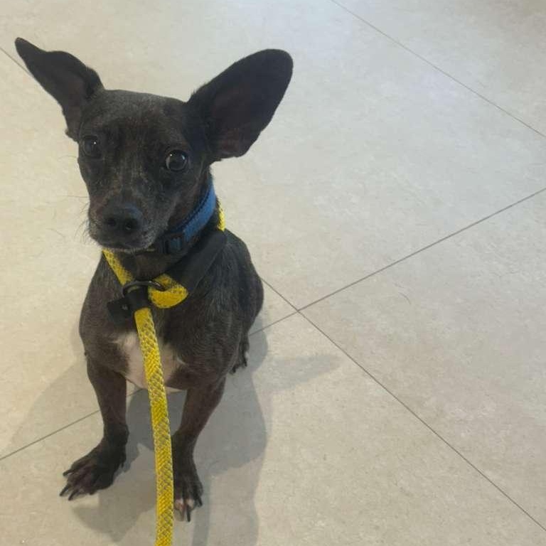 Enlarge Timmi, a ADOPTABLE mixed breed in Miami, FL image 2/6