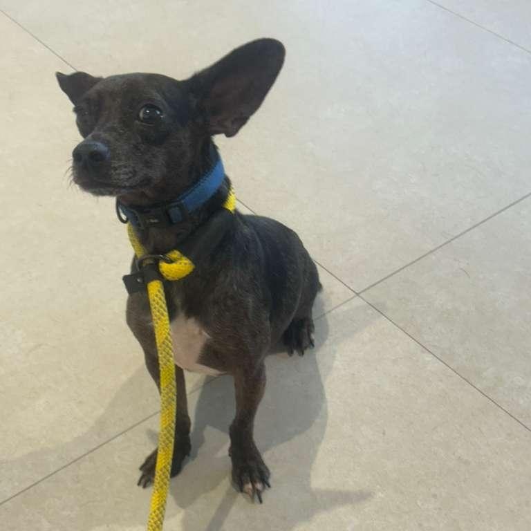 Enlarge Timmi, a ADOPTABLE mixed breed in Miami, FL image 5/6