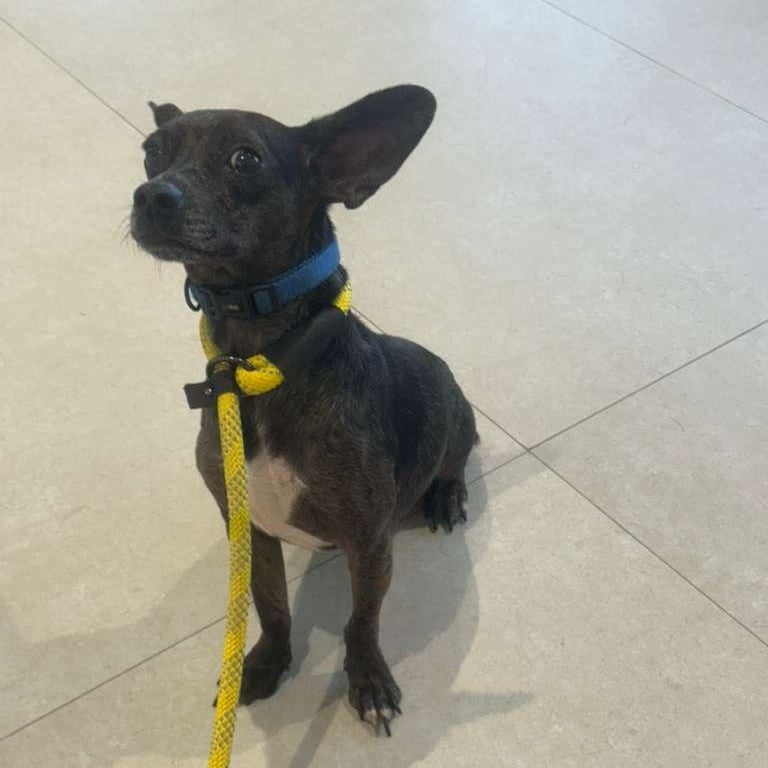 Enlarge Timmi, a ADOPTABLE mixed breed in Miami, FL image 4/6