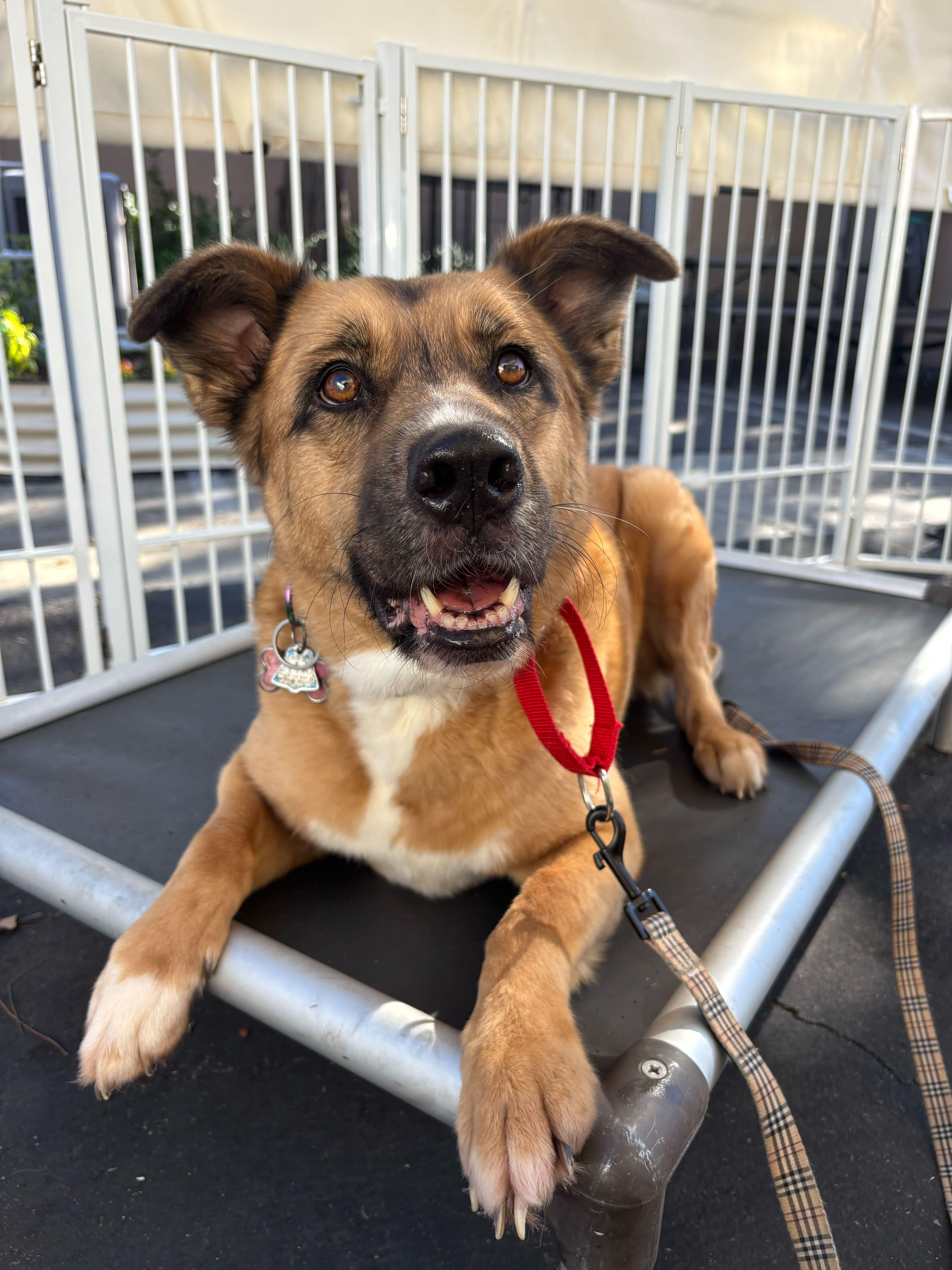 Penny, a Adoptable mixed breed in Rancho Santa Margarita, CA image 5/5