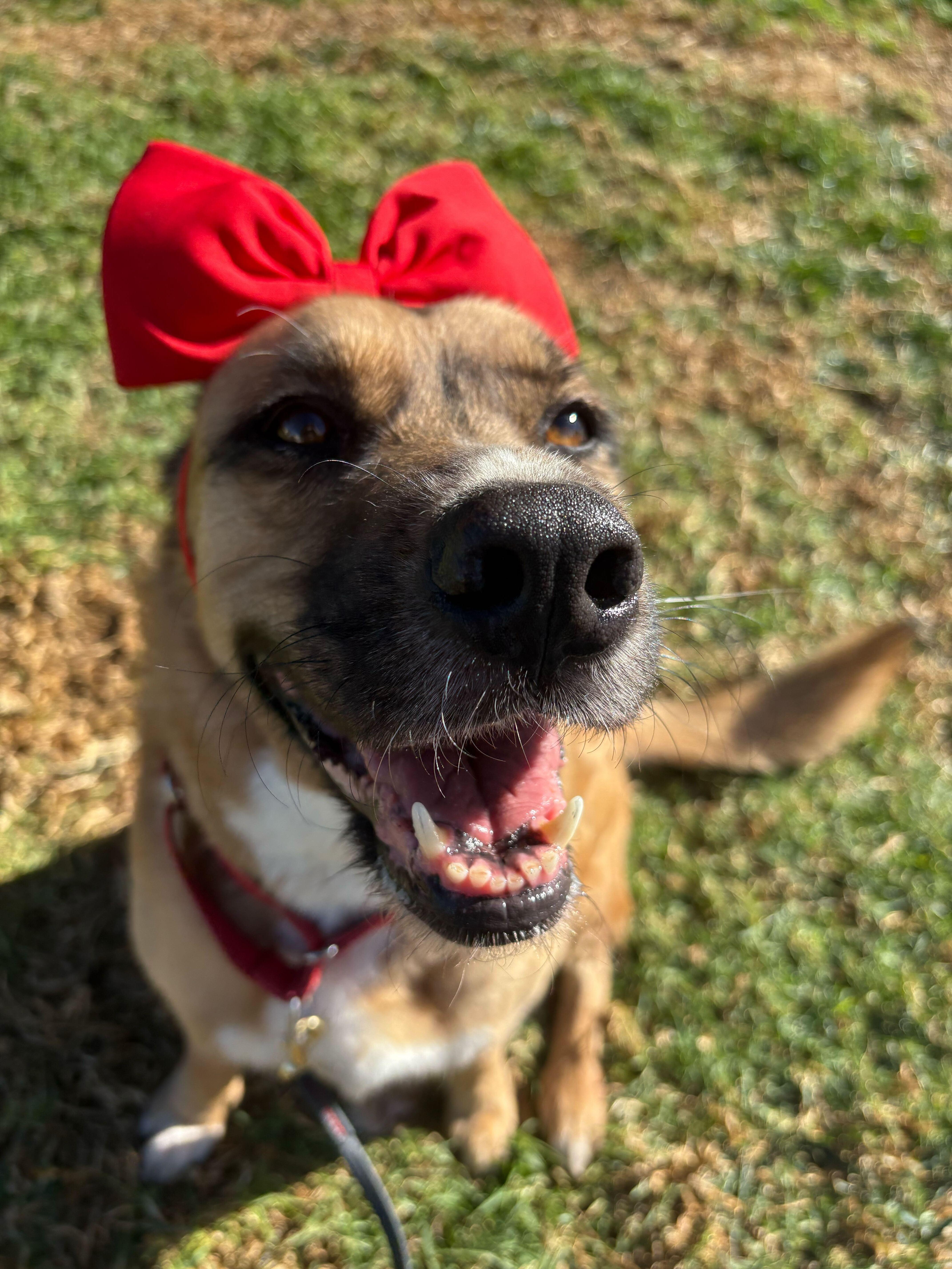 Penny, a Adoptable mixed breed in Rancho Santa Margarita, CA image 1/5