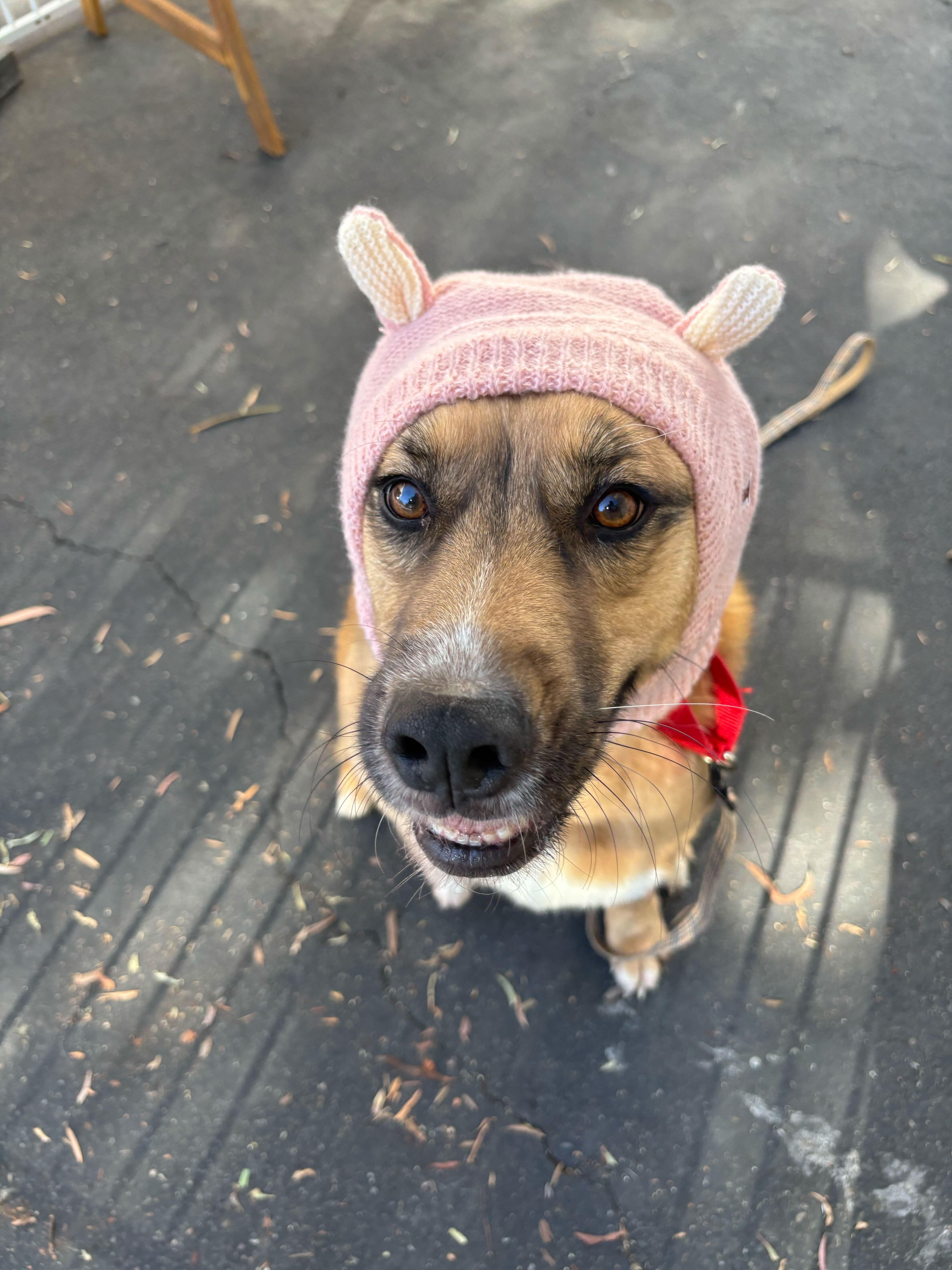 Penny, Adoptable, Senior Female Belgian Shepherd / Laekenois.