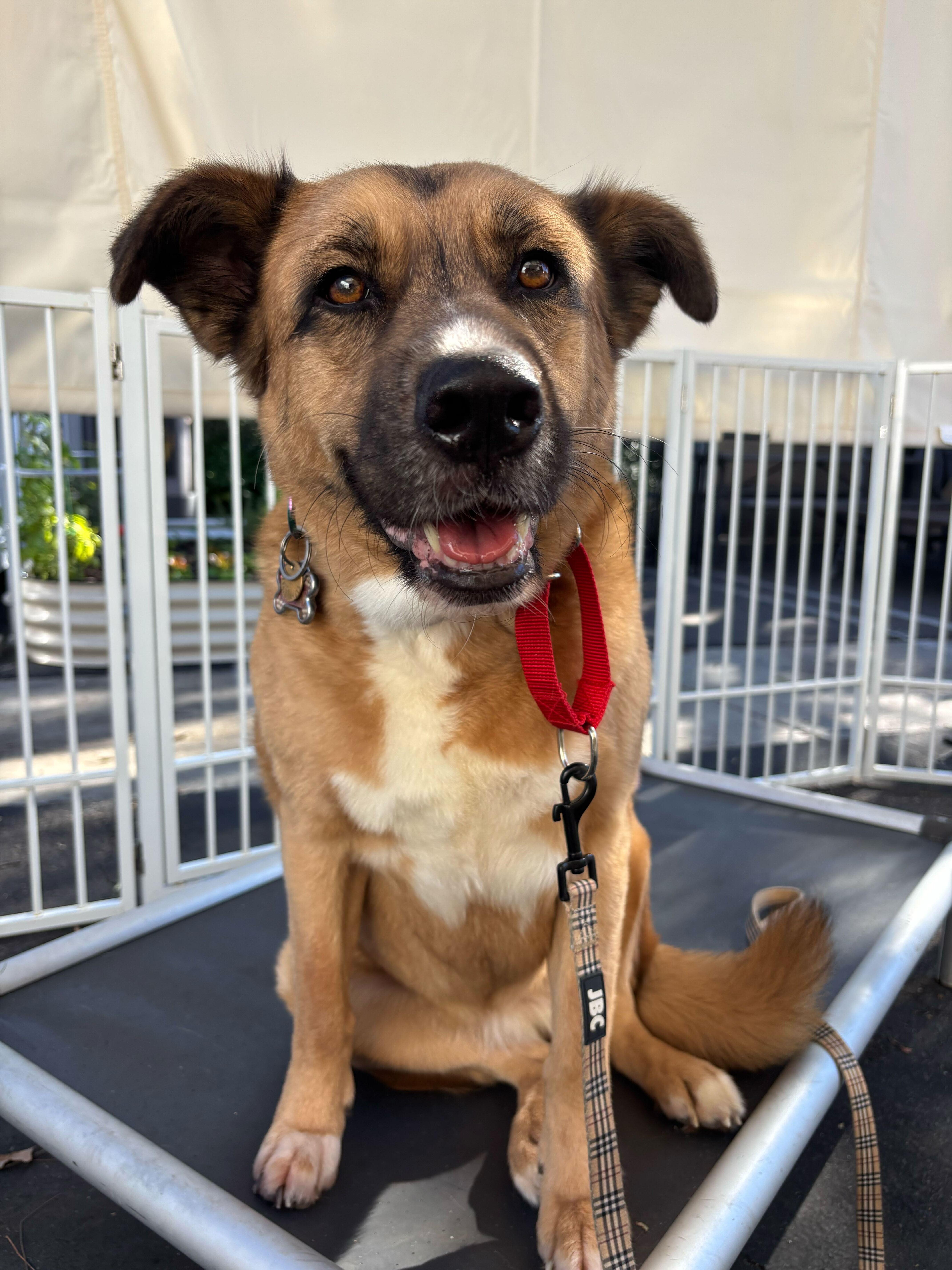 Penny, a Adoptable mixed breed in Rancho Santa Margarita, CA image 3/5