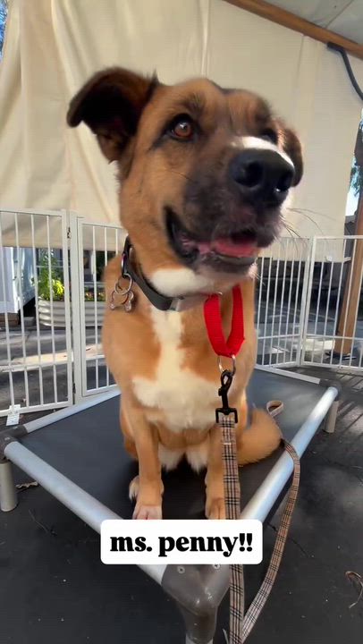 Enlarge Penny, a Adoptable mixed breed in Rancho Santa Margarita, CA video 4/5
