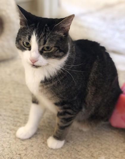 Enlarge Serena, a Adoptable Domestic Short Hair in Encinitas, CA image 2/3