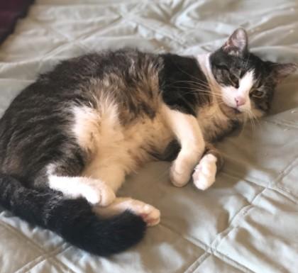 Enlarge Serena, a Adoptable Domestic Short Hair in Encinitas, CA image 3/3