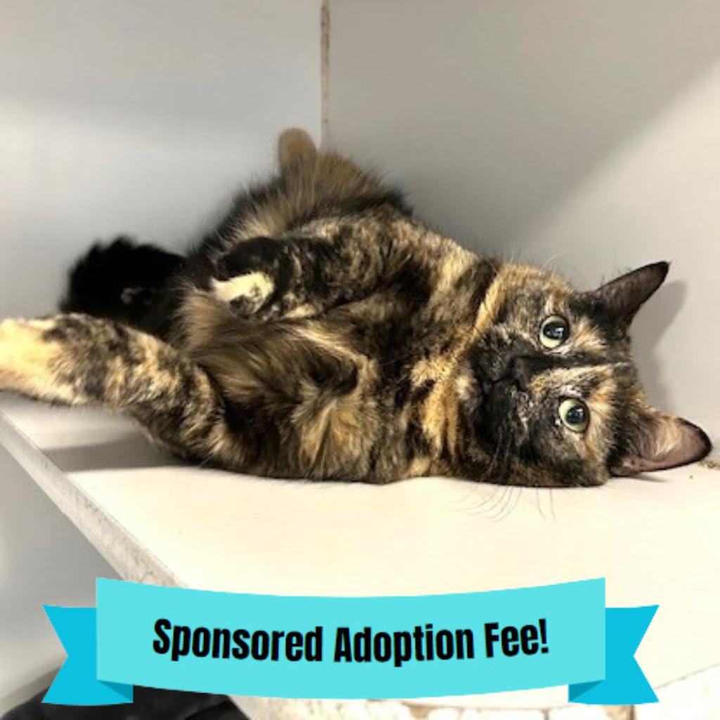 Enlarge Luna, a Adoptable Domestic Short Hair in Novelty, OH image 2/4