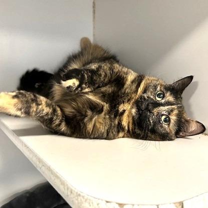 Enlarge Luna, a Adoptable Domestic Short Hair in Novelty, OH image 3/4