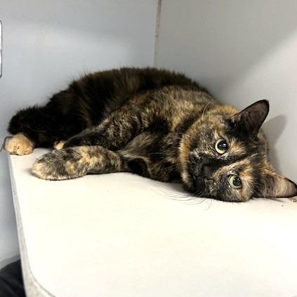 Enlarge Luna, a Adoptable Domestic Short Hair in Novelty, OH image 4/4