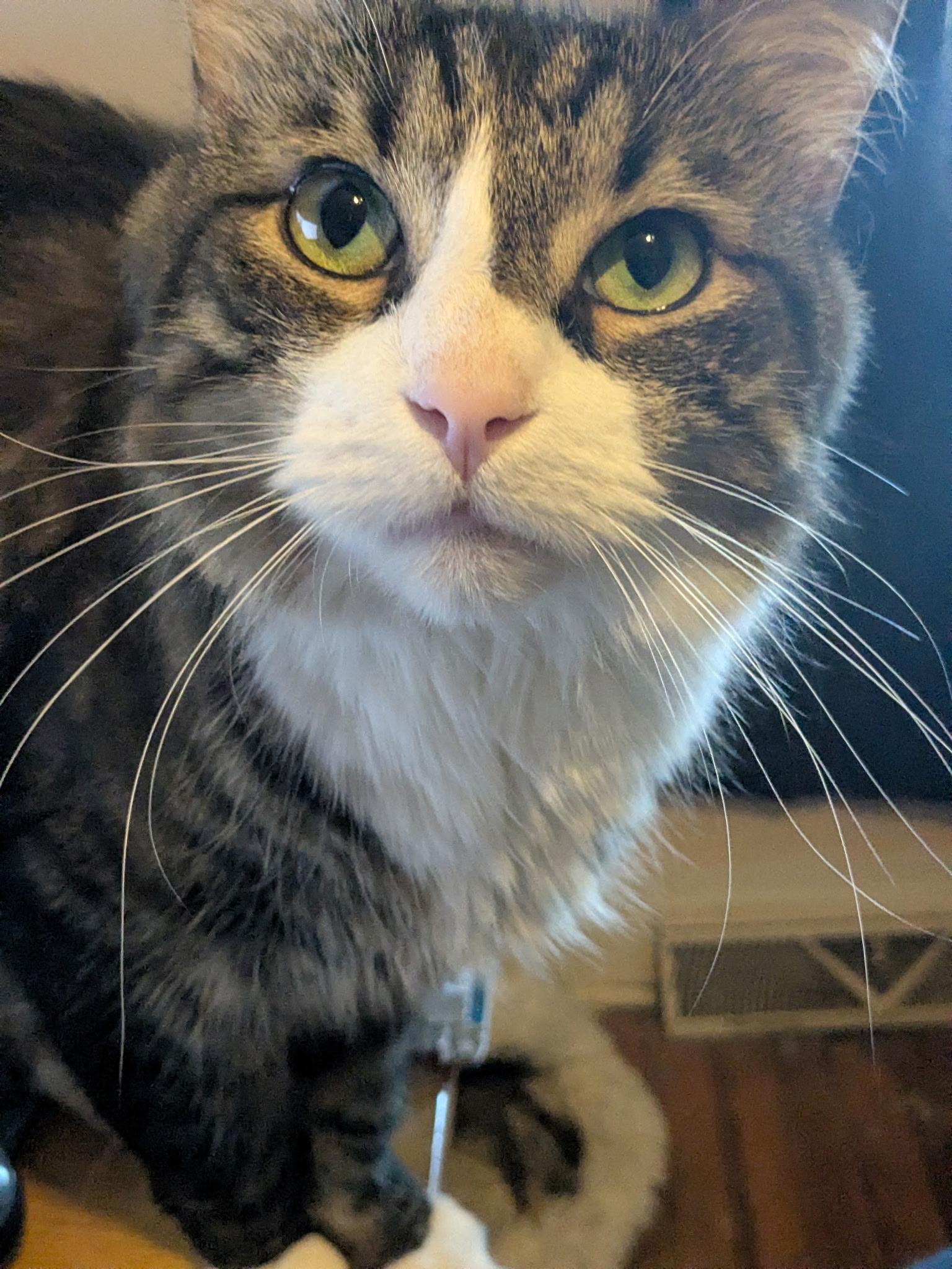 Tiger, a Adoptable Domestic Long Hair in Easley, SC image 2/4